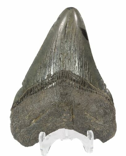 Fossil Megalodon Tooth - South Carolina #51125